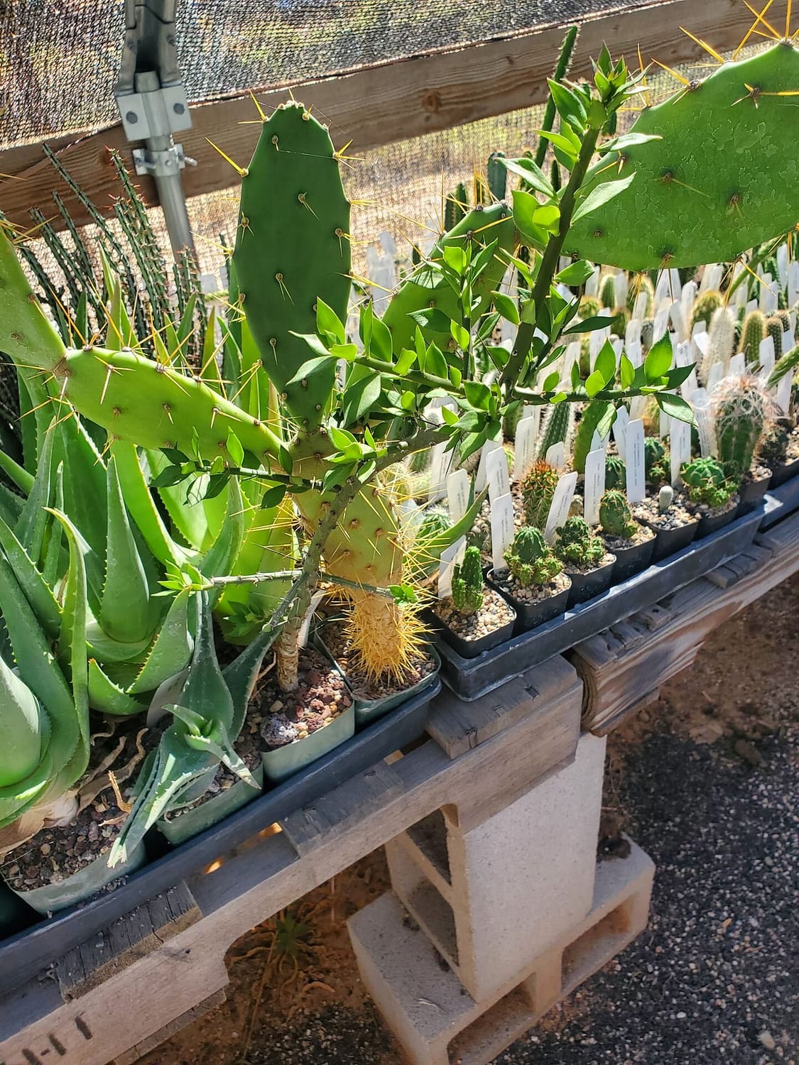 Pereskiopsis – Prickly Prospects Cactus Nursery