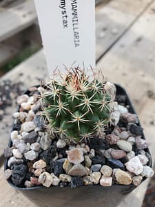 Mammillaria mystax - 2" pot