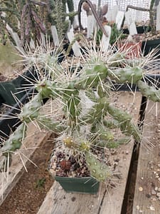 Cylindropuntia fulgida var. fulgida - Cutting (unrooted)