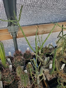 Cylindropuntia arbuscula - Cutting (unrooted)