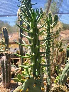 Austrocylindropuntia subulata ssp. subulata - Cutting (unrooted)