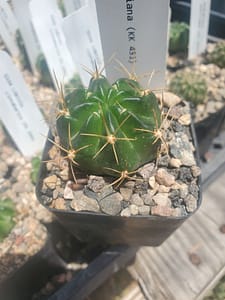 Lobivia hertrichiana (KK 431) - 2" pot