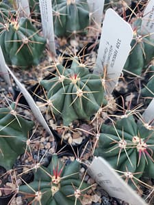 Ferocactus wislizenii ssp. wislizenii - 2" pot