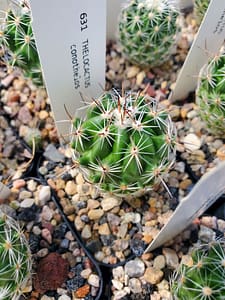 Thelocactus conothelos - 2" pot