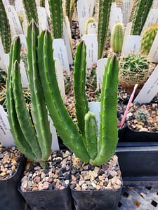 Stapelia cf. gigantea - 2" pot