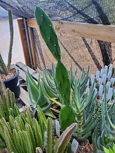 Opuntia cf. anacantha (fragile) - 4" pot