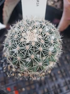 Mammillaria grusonii - 2" pot