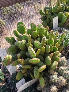 Opuntia rufida f. minima - 5" pot