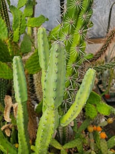 Myrtillocactus geometrizans (dwarf form) - Cutting (unrooted)