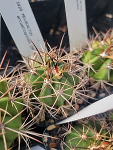 Melocactus arcuatispinus (HU 424) - 2" pot
