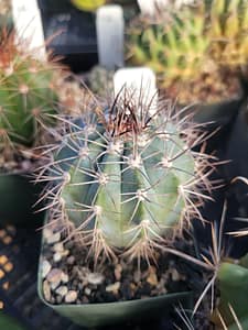 Melocactus azureus - 4" pot