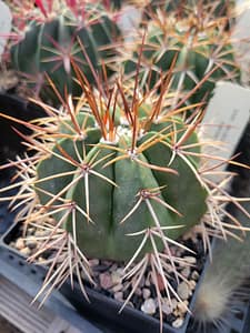 Melocactus bahiensis (HU 554) - 5" pot