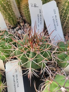 Melocactus bahiensis ssp. bahiensis (CAGD 293) - 2" pot