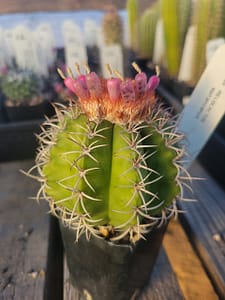 Melocactus matanzanus - 2" pot