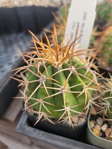 Melocactus panamensis n.n. (with locality) - 2" pot