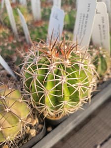 Melocactus curvispinus ssp. obtusipetalus (with locality) - 2" pot