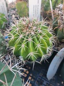 Melocactus curvispinus ssp. obtusipetalus (with locality) - 4" pot