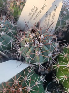 Melocactus pachyacanthus ssp. pachyacanthus (CAGD 393) - 2" pot
