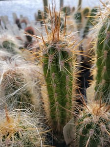 Mass Image Compressor Compressed this image. https://sourceforge.net/projects/icompress/ with Quality:80