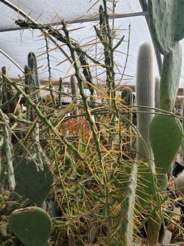 Cylindropuntia leptocaulis (fragile) - Cutting (unrooted)