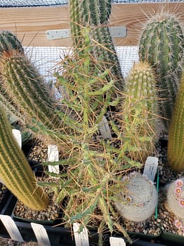 Cylindropuntia caribaea (MB 16435) - Cutting (unrooted)