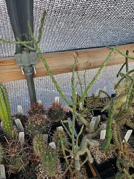 Cylindropuntia arbuscula - Cutting (unrooted)