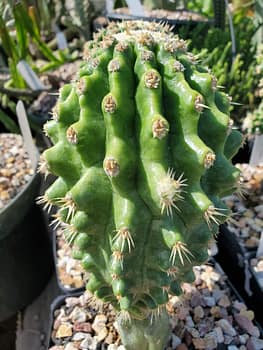 Kroenleinia (Echinocactus) grusonii 'Knobby' (grafted) - Gallon pot