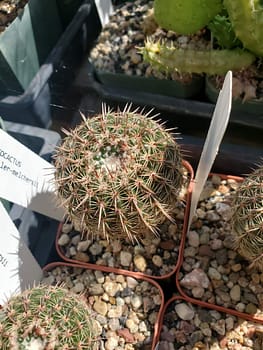 Notocactus mueller-melchersii - 3" pot