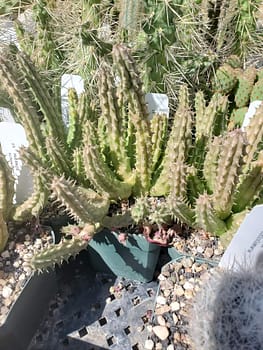 Huernia schneideriana - 4" pot