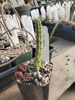 Huernia schneideriana - 2" pot