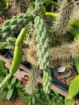 Cylindropuntia fulgida var. mamillata (with locality) - Cutting (unrooted)