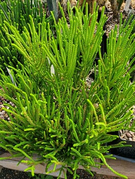 Crassula muscosa - Cutting (unrooted)