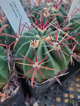 Ferocactus latispinus - 2" pot