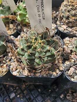 Gymnocalycium sp. (VoS 08-330) - 2" pot