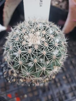 Mammillaria grusonii - 2" pot