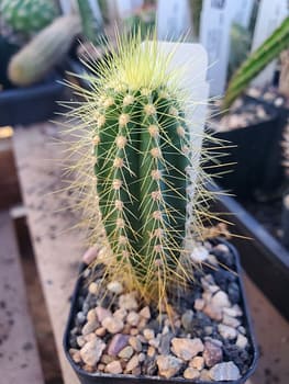 Pilosocereus schoebelii (GO 14) - 2" pot