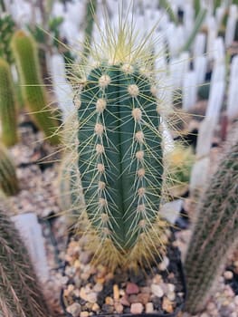 Pilosocereus catingicola ssp. salvadorensis (S 108) - 2" pot