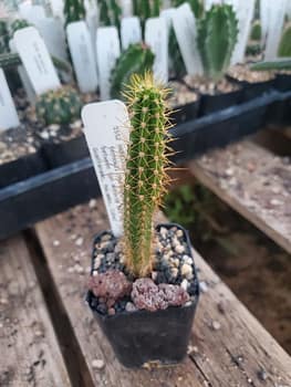 Products – Prickly Prospects Cactus Nursery