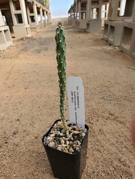 Cylindropuntia acanthocarpa ssp. acanthocarpa (with locality) - 2" pot