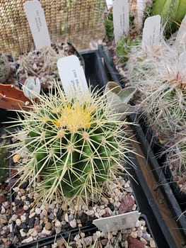Kroenleinia (Echinocactus) grusonii - 5" pot