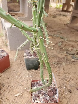 Cylindropuntia arbuscula (with locality) - Cutting (unrooted)