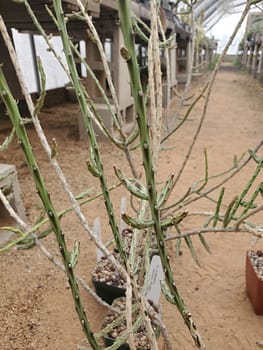 Cylindropuntia leptocaulis (with locality) - Cutting (unrooted)