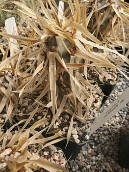 Tephrocactus articulatus (fat form) - Cutting (unrooted)