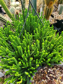 Crassula lycopodioides - Cutting (unrooted)