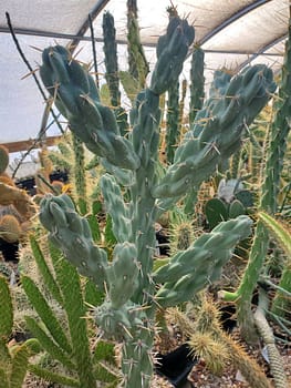 Cylindropuntia cholla - Cutting (unrooted)