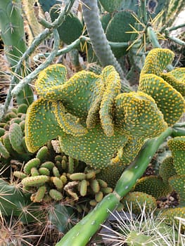 Opuntia microdasys (crested) - Cutting (unrooted)
