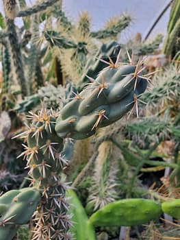 Cylindropuntia cholla - Cutting (unrooted)