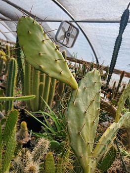 Opuntia monacantha (variegated) - Cutting (unrooted)