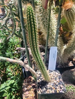 Cleistocactus laniceps - 4" pot