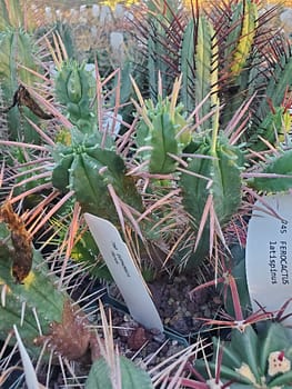 Euphorbia ferox - 4" pot